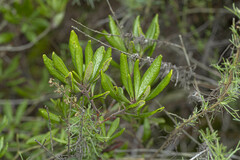 Comarostaphylis diversifolia diversifolia
