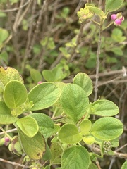 Lantana involucrata