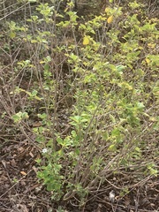 Lantana involucrata