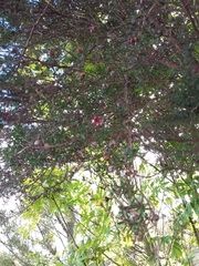 Leptospermum scoparium
