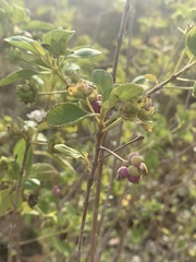 Lantana involucrata