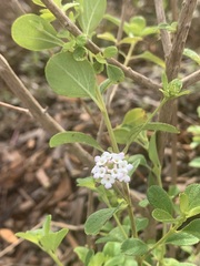 Lantana involucrata