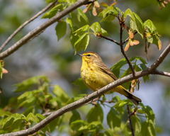 Setophaga palmarum hypochrysea
