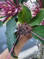 Clerodendrum quadriloculare