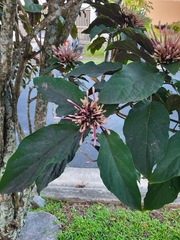 Clerodendrum quadriloculare