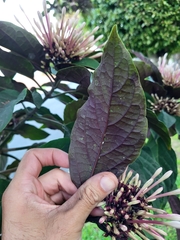 Clerodendrum quadriloculare