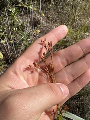 Rhynchospora odorata