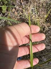 Rhynchospora odorata