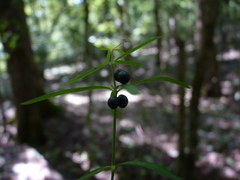 Galium uniflorum