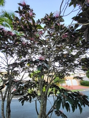 Clerodendrum quadriloculare