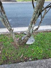 Clerodendrum quadriloculare