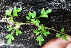 Xanthosia stellata