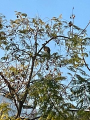 Ortalis poliocephala