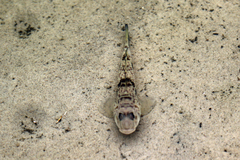 Yongeichthys nebulosus