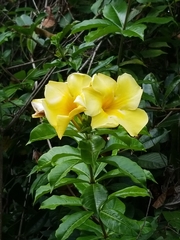 Allamanda