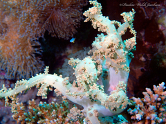 Amblyglyphidodon indicus