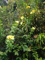 Allamanda
