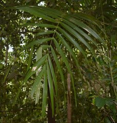 Ptychosperma elegans