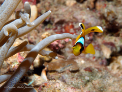 Amphiprion bicinctus