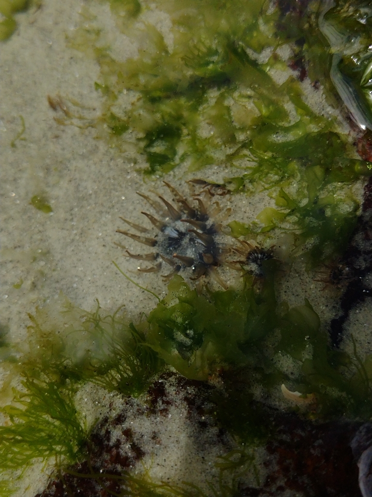 Anthopleura from Juquehy, São Sebastião SP, 11600000, Brasil on