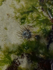 Anthopleura