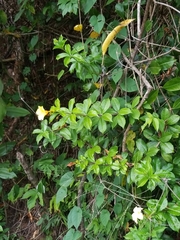 Allamanda