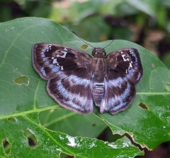 Quadrus cerialis