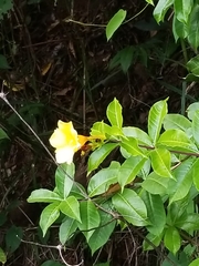 Allamanda