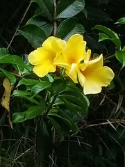 Allamanda