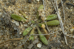 Chorizanthe procumbens