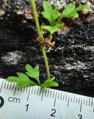 Xanthosia stellata