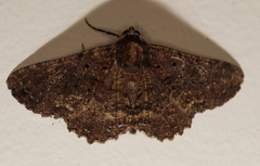 Paradromulia ambigua