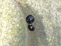 Harmonia axyridis