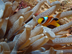 Amphiprion bicinctus
