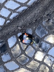 Harmonia axyridis