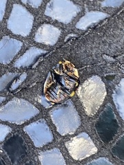 Harmonia axyridis