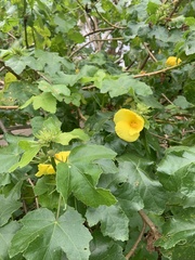 Cienfuegosia yucatanensis