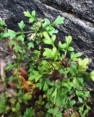 Xanthosia stellata