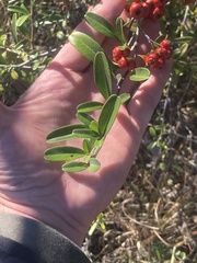 Ilex myrtifolia