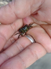 Pachygrapsus transversus