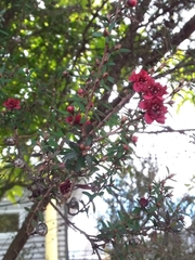 Leptospermum scoparium