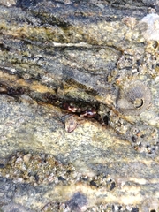 Pachygrapsus transversus