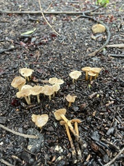 Marasmius albogriseus