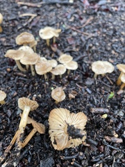 Marasmius albogriseus