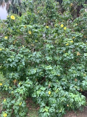 Cienfuegosia yucatanensis