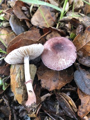 Leucoagaricus roseilividus