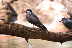 Larosterna