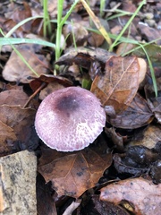 Leucoagaricus roseilividus