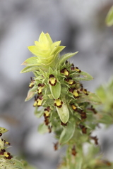Sideritis montana