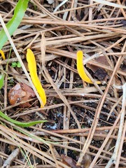 Clavulinopsis helvola